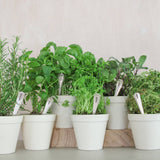 Set Of Six Personalised Vintage Herb Markers